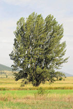 El chopo cabecero, esencia del paisaje turolense